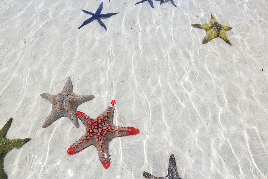 Blue Lagoon, Starfish Beach & Paje Beach in Zanzibar