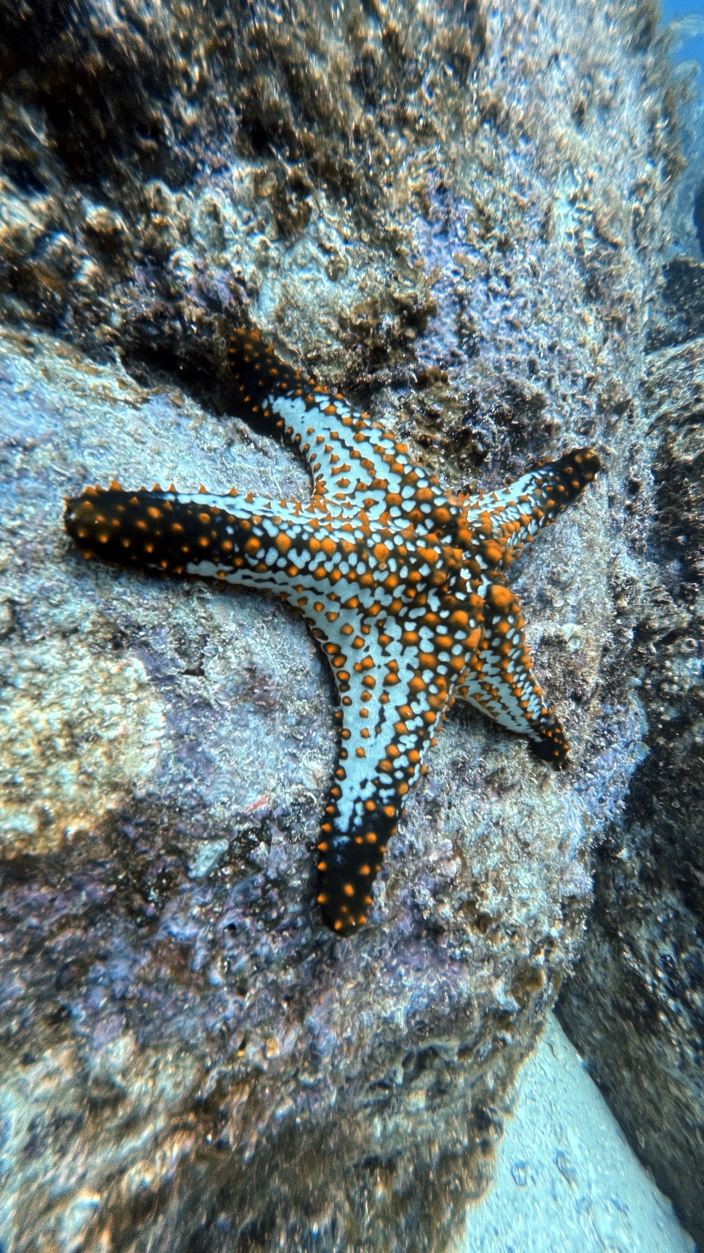 Blue Lagoon, Starfish Beach & Sunset Experience in Zanzibar